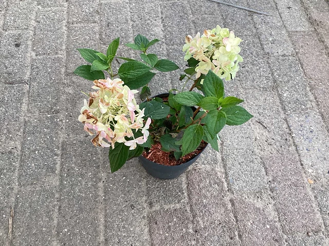 10 hydrangea paniculata - afbeelding 2 van  3