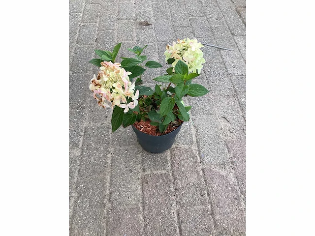 10 hydrangea paniculata - afbeelding 3 van  3