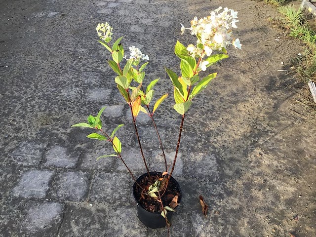 10 hydrangea pinky winky - afbeelding 2 van  2