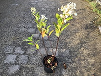 10 hydrangea pinky winky - afbeelding 2 van  2