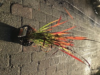 10 imperata red baron - afbeelding 2 van  2