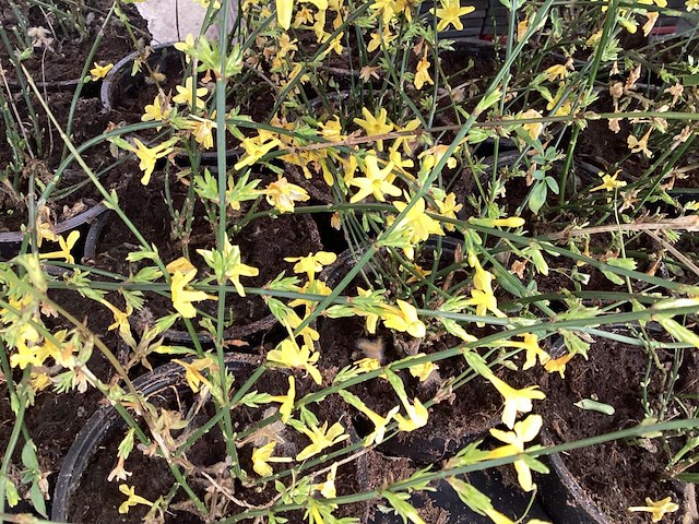 10 jasmijn - afbeelding 1 van  2