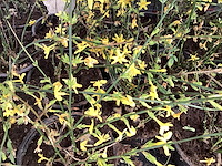 10 jasmijn - afbeelding 1 van  2