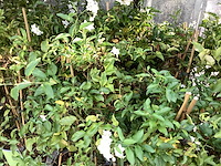 10 jasmijn - afbeelding 1 van  1