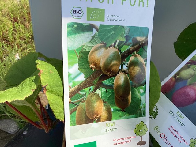 10 kiwi mix - afbeelding 1 van  4
