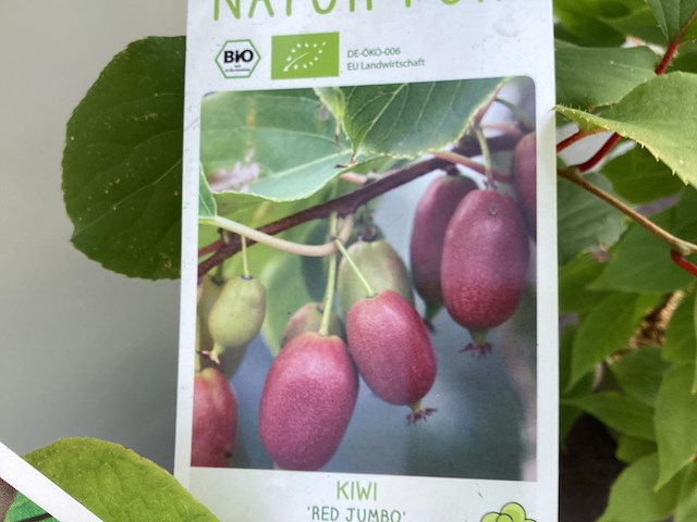 10 kiwi mix - afbeelding 2 van  4