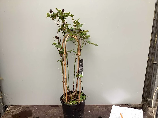 10 klimrozen, 10 klimhortensia, 5 jasmijn, 15 passiflora - afbeelding 1 van  8