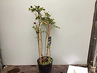 10 klimrozen, 10 klimhortensia, 5 jasmijn, 15 passiflora