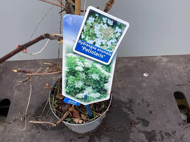 10 klimrozen, 10 klimhortensia, 5 jasmijn, 15 passiflora - afbeelding 3 van  8