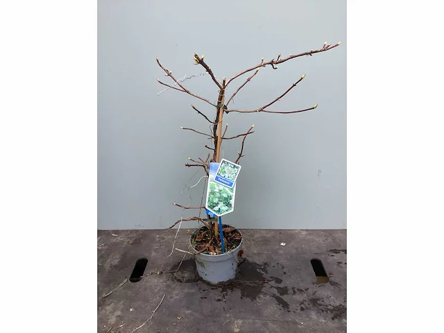 10 klimrozen, 10 klimhortensia, 5 jasmijn, 15 passiflora - afbeelding 4 van  8