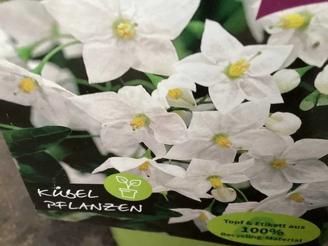 10 klimrozen, 10 klimhortensia, 5 jasmijn, 15 passiflora - afbeelding 5 van  8