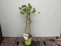 10 klimrozen, 10 klimhortensia, 5 jasmijn, 15 passiflora - afbeelding 6 van  8