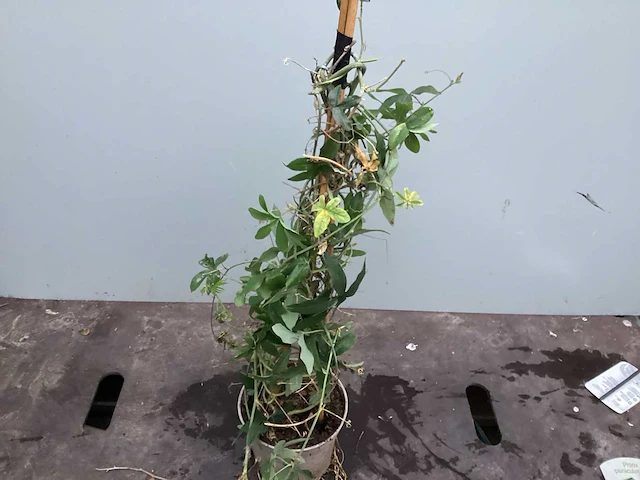 10 klimrozen, 10 klimhortensia, 5 jasmijn, 15 passiflora - afbeelding 7 van  8