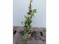 10 klimrozen, 10 klimhortensia, 5 jasmijn, 15 passiflora - afbeelding 8 van  8