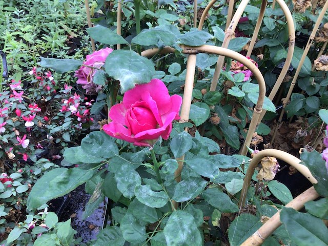 10 klimrozen rood - afbeelding 1 van  1