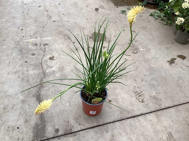 10 kniphofia - afbeelding 1 van  2