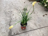 10 kniphofia - afbeelding 1 van  2