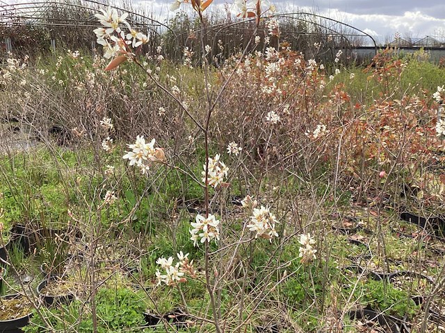 10 krenten - afbeelding 1 van  1