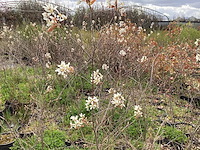 10 krenten - afbeelding 1 van  1