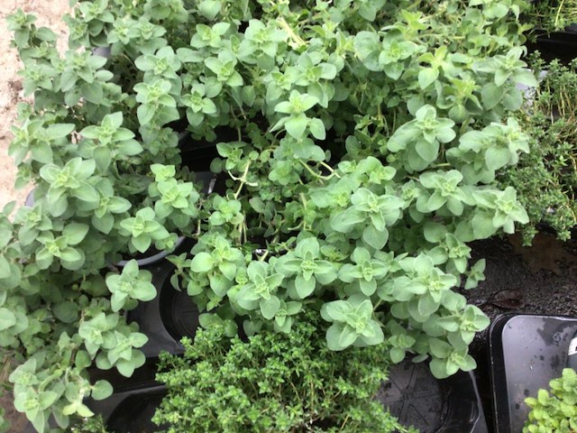 10 kruiden mix - afbeelding 2 van  4