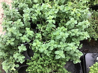 10 kruiden mix - afbeelding 2 van  4