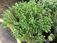 10 kruiden mix - afbeelding 4 van  4