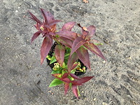 10 leucothoe - afbeelding 1 van  1