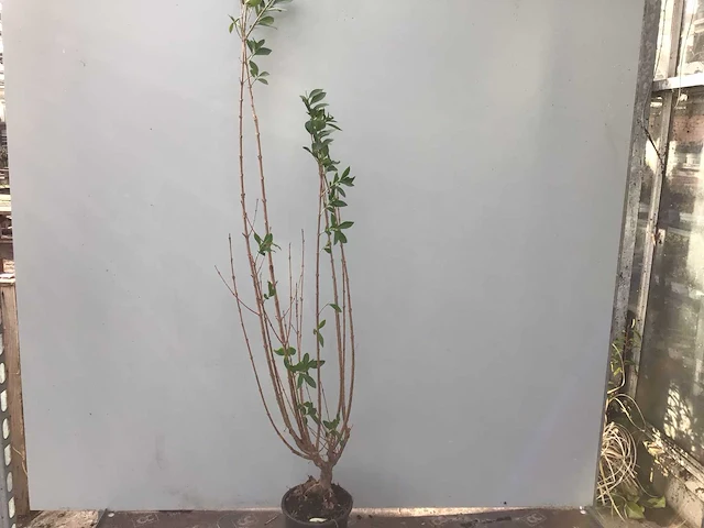 10 ligustrum 130-150 - afbeelding 1 van  2