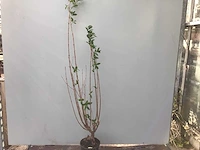 10 ligustrum 130-150 - afbeelding 1 van  2