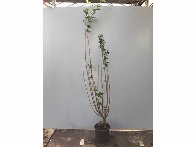 10 ligustrum 130-150 - afbeelding 2 van  2