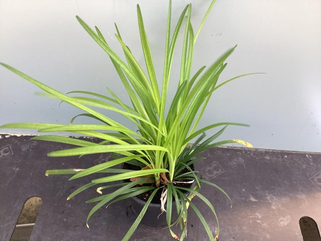 10 liriope muscari - afbeelding 1 van  1