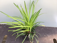 10 liriope muscari - afbeelding 1 van  1