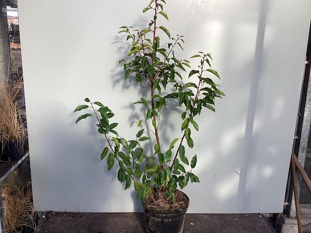 10 lucitanica 100-120 - afbeelding 1 van  2