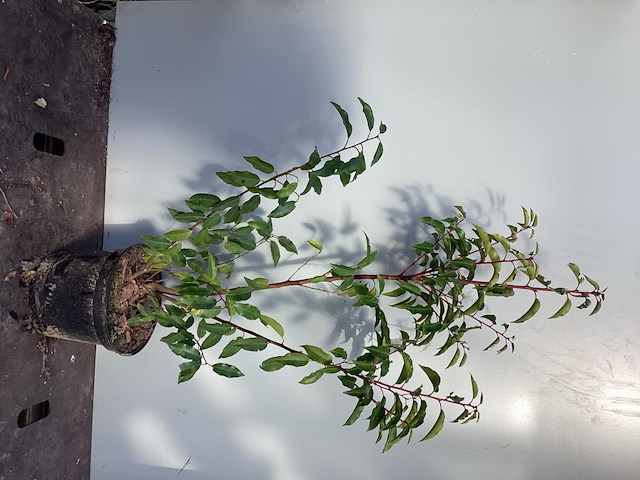 10 lucitanica 100-120 - afbeelding 2 van  2