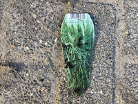 10 miscanthis gracillis - afbeelding 1 van  3