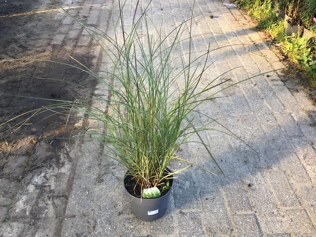 10 miscanthis gracillis - afbeelding 2 van  3