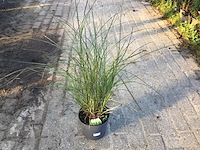 10 miscanthis gracillis - afbeelding 2 van  3