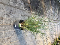 10 miscanthis gracillis - afbeelding 3 van  3
