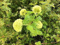 10 opulus roseum - afbeelding 1 van  2