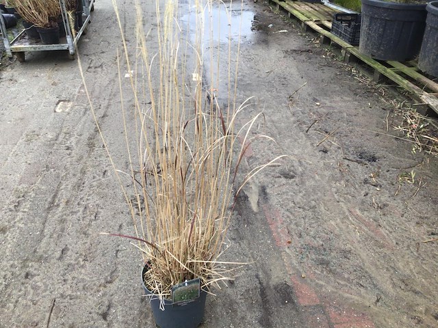 10 panicum - afbeelding 1 van  1