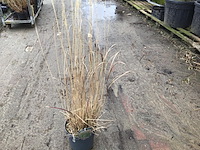 10 panicum - afbeelding 1 van  1