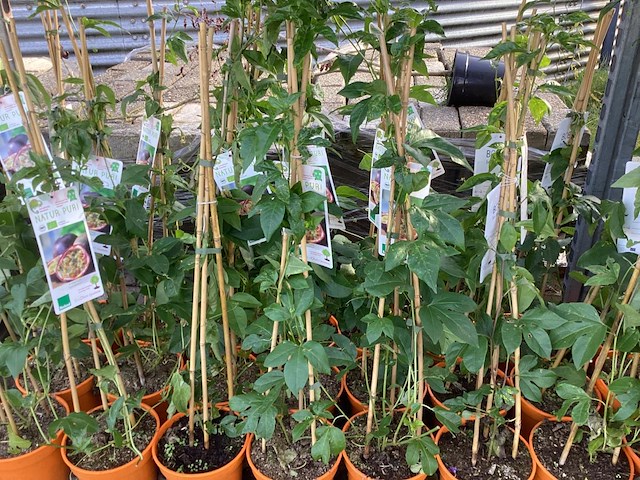 10 passievruchten - afbeelding 2 van  2