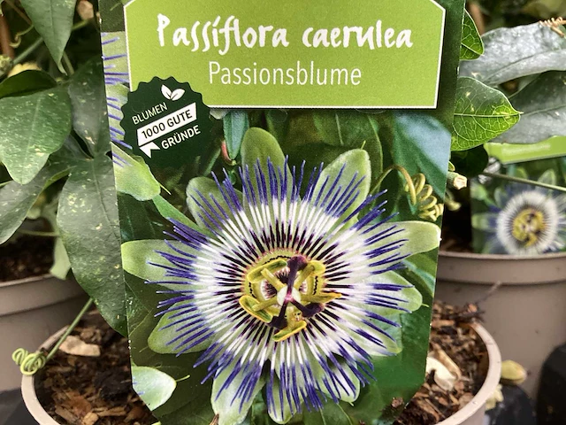 10 passiflora - afbeelding 1 van  4