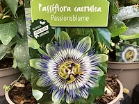 10 passiflora - afbeelding 1 van  4