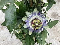 10 passiflora - afbeelding 2 van  4