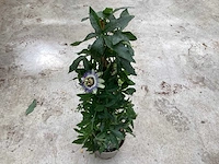 10 passiflora - afbeelding 3 van  4