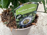 10 passiflora - afbeelding 1 van  3