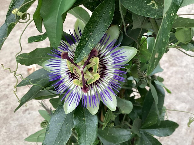 10 passiflora - afbeelding 3 van  3