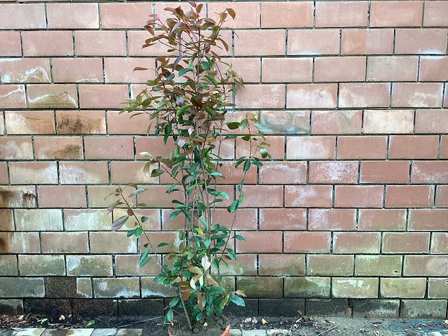 10 photinia 180-200 - afbeelding 1 van  2