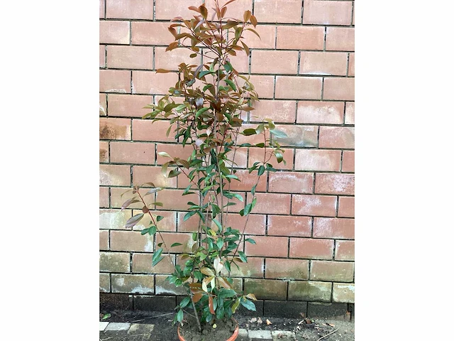 10 photinia 180-200 - afbeelding 2 van  2